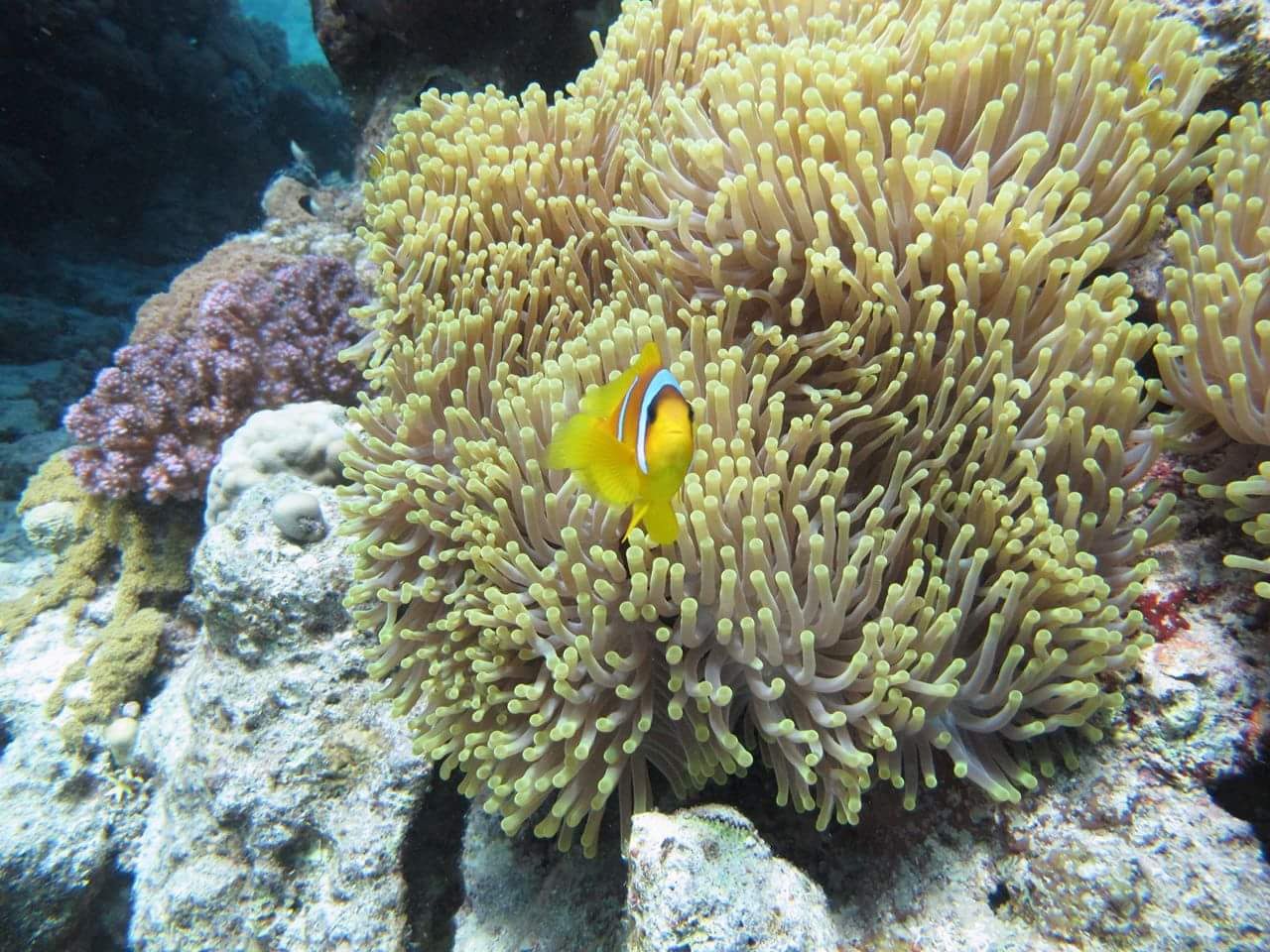 beautiful fish and colorful coral reefs underwater sharm el sheikh, ras mohamed